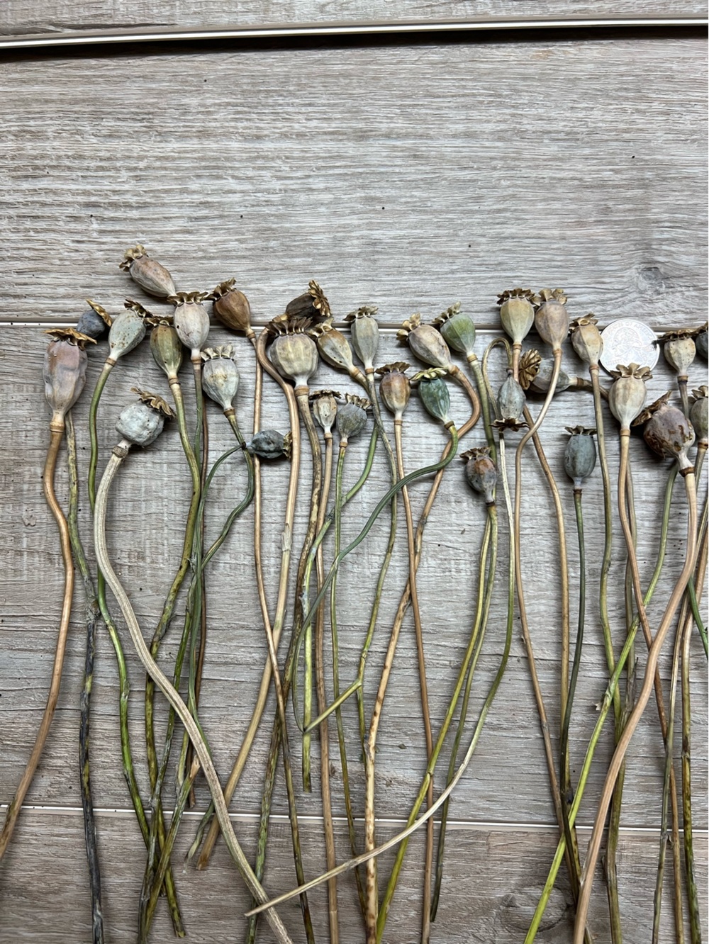 Natural Dried Poppy Pods Bundle - Green/Tan Home Accent - Picture 2 of 3